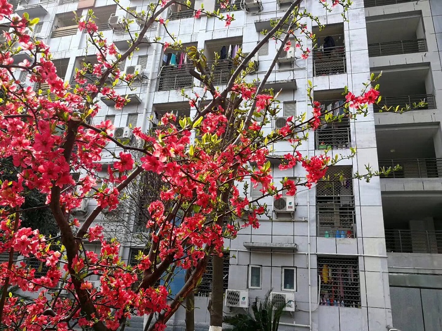 綿陽(yáng)南山中學(xué)是一所公辦的高中吧？
