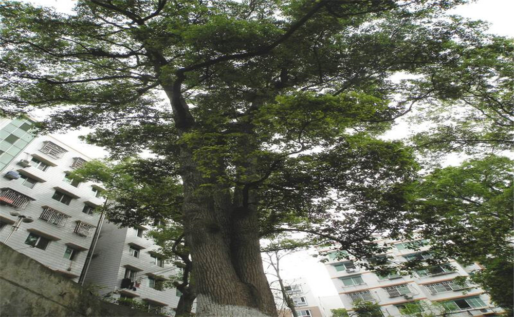 四川省瀘縣第一中學是公辦的嗎？