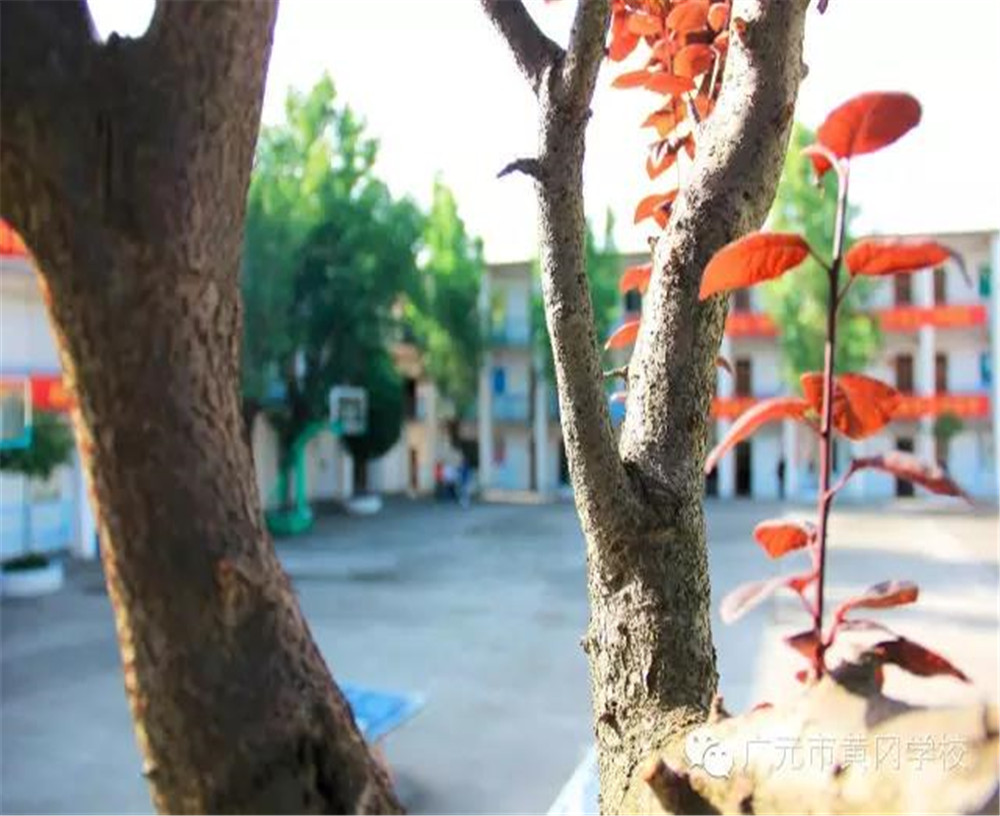 廣元市黃岡學(xué)校詳細(xì)地址在什么地方？