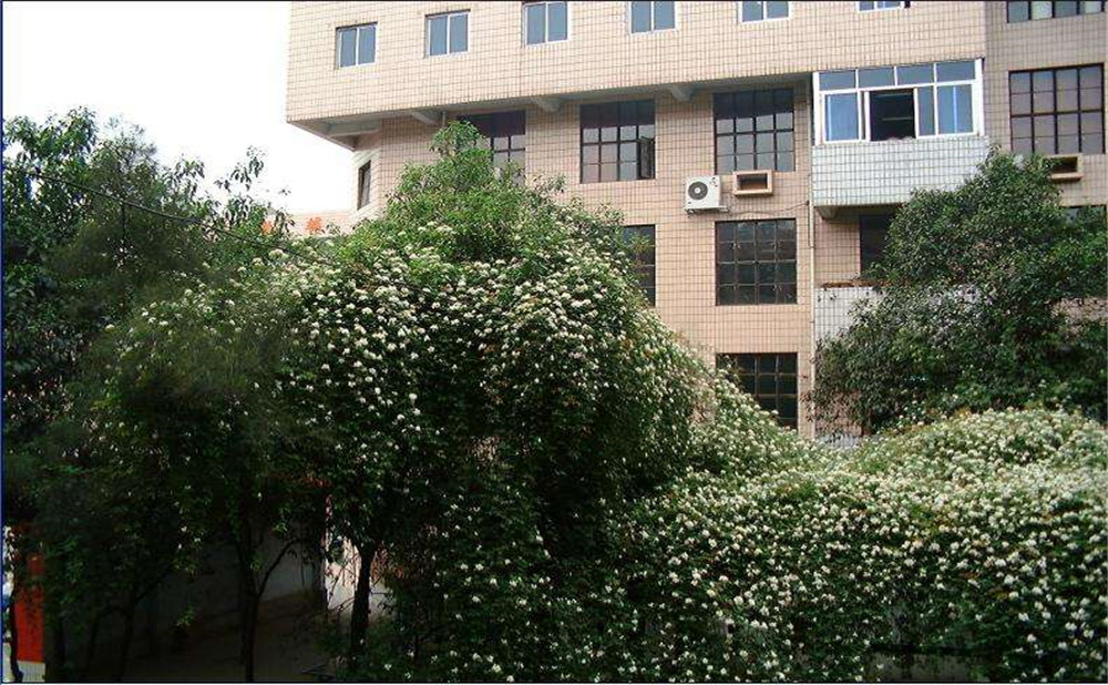 石室聯(lián)合中學(xué)蜀華分校2020年招生計(jì)劃是多少？