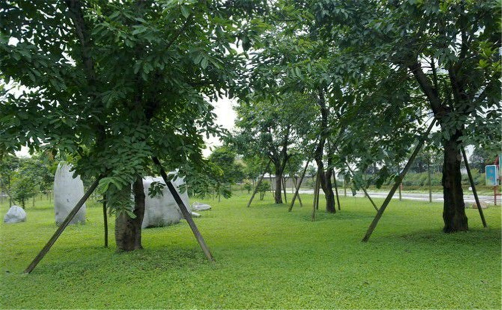 成都市三十八中學(xué)的高考升學(xué)率是多少？