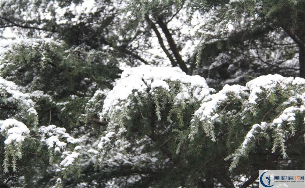 樹德博瑞實(shí)驗(yàn)學(xué)校電話號(hào)碼是多少？